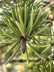 Pseudotsuga