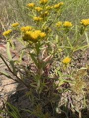 Flaveria campestris