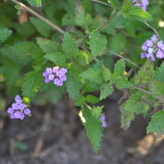 Lantana achyranthifolia
