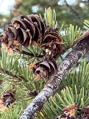 Pseudotsuga