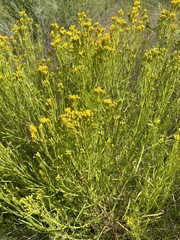 Euthamia occidentalis