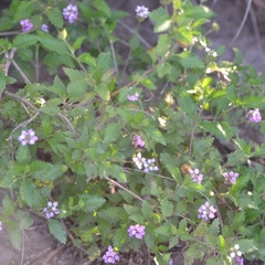 Lantana achyranthifolia
