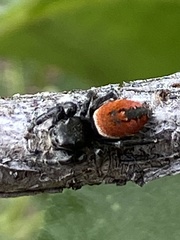 Phidippus carneus