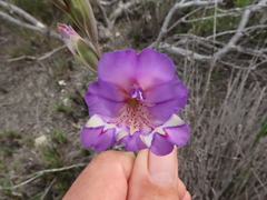 Gladiolus rogersii