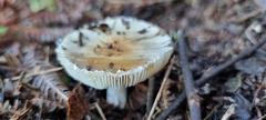 Lepiota rubrotinctoides