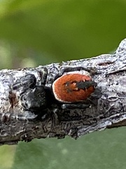 Phidippus carneus