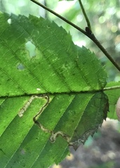 Stigmella betulicola