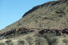 Aloidendron dichotomum