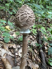 Macrolepiota procera