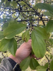 Rhamnus cathartica