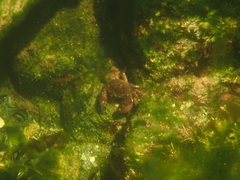 Glebocarcinus oregonensis