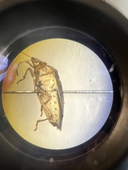 Carpocorini