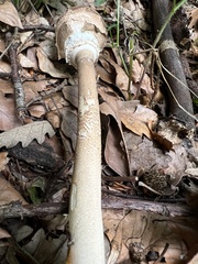 Macrolepiota procera