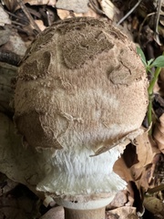 Macrolepiota procera
