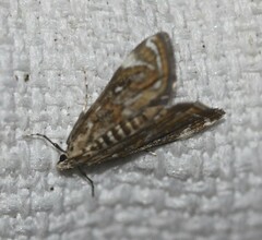 Parapoynx polydectalis