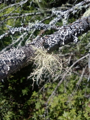 Usnea