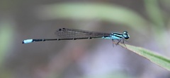 Acanthagrion
