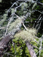 Usnea