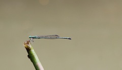 Coenagrion