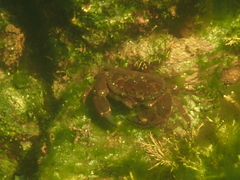 Glebocarcinus oregonensis