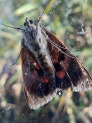 Catocala nupta