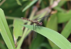 Erythrodiplax basalis