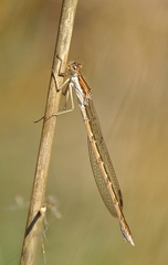 Sympecma fusca