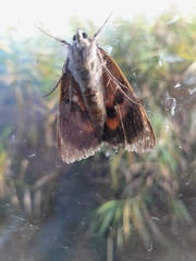 Catocala nupta