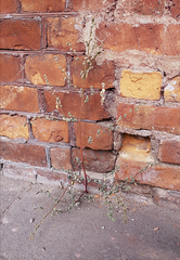 Chenopodium betaceum