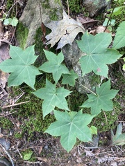 Kalopanax septemlobus