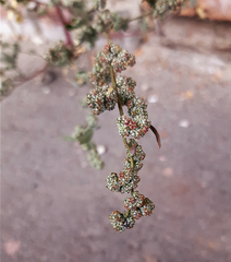 Chenopodium betaceum