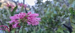 Erica abietina