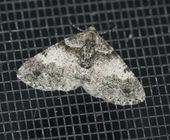 Syneora adelphodes