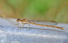 Sympecma fusca