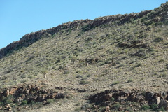 Aloidendron dichotomum