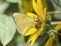 Colias eurytheme