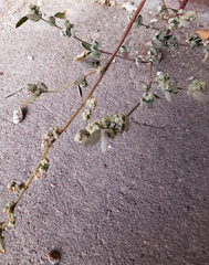 Chenopodium betaceum