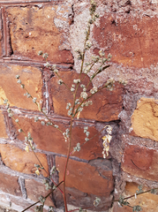 Chenopodium betaceum