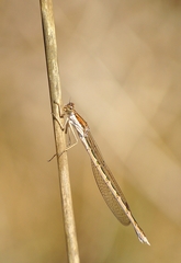 Sympecma fusca