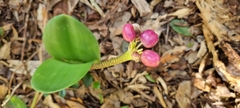 Haemanthus coccineus