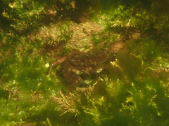 Glebocarcinus oregonensis