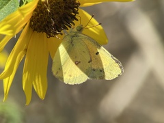 Colias eurytheme