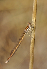 Sympecma fusca