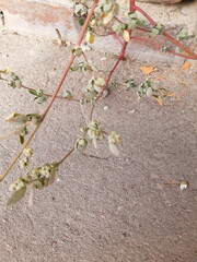 Chenopodium betaceum