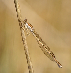 Sympecma fusca