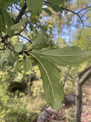 Rhamnus cathartica