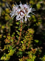 Agathosma capensis