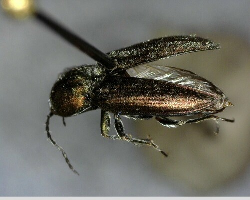 iNaturalist observation photo of Click, Firefly, and Soldier Beetles
