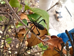 Acanthocephala thomasi