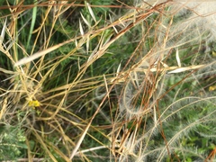 Stipa pennata